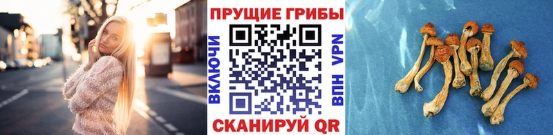 Псилоцибиновые грибы мухоморы  Медынь 